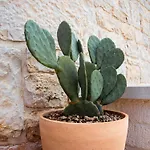 Maison d'hôtes Trulli Di V E N E R E