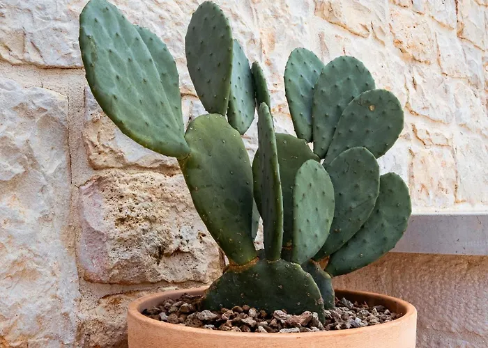 Maison d'hôtes Trulli Di V E N E R E